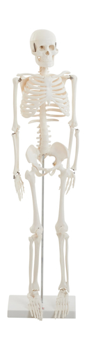 mzz3kksmxlkbtzuycwixr2ghaxqefgyhtxdra3af.jpg Макет човешки скелет